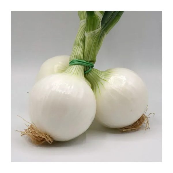 Cebolla Blanca