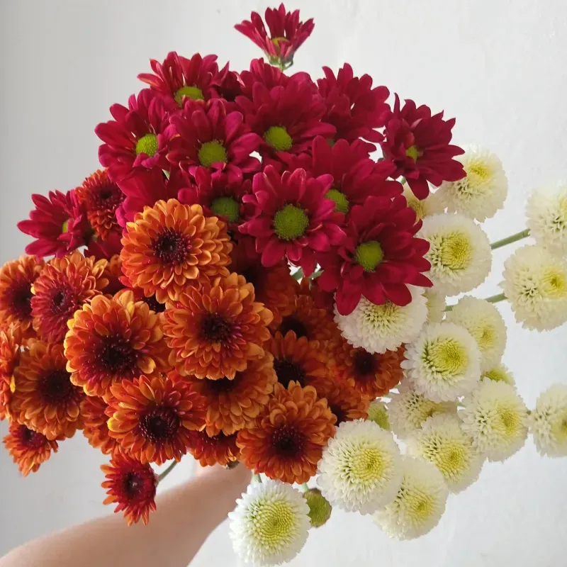 Crisantemo multiple