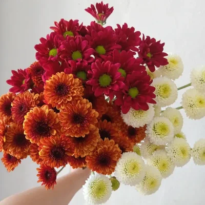 Crisantemo multiple