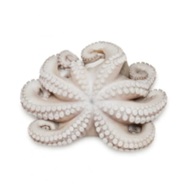 Pulpo limpio