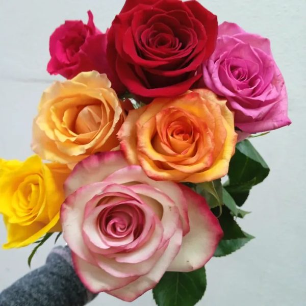 Rosa importada