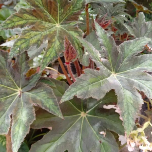 Begonia