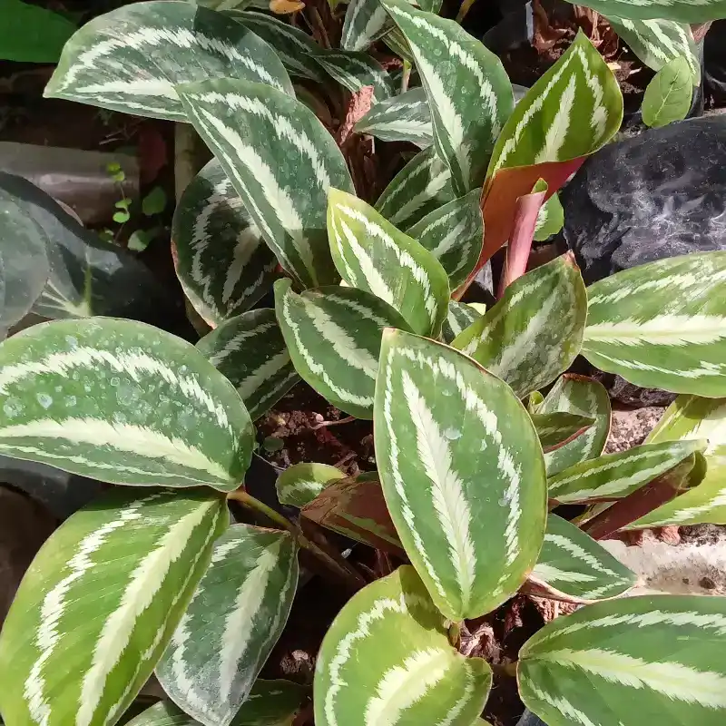 Calathea 1