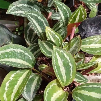 Calathea 1