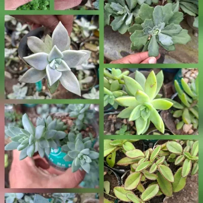 Suculentas en laticas