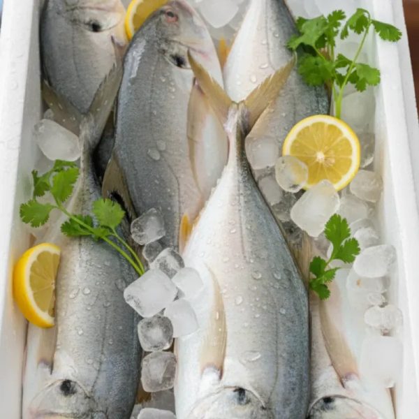 Pescado Jurel de 9 a 10 libras