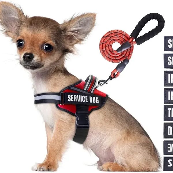 ARREITOS SERVICIO DOG