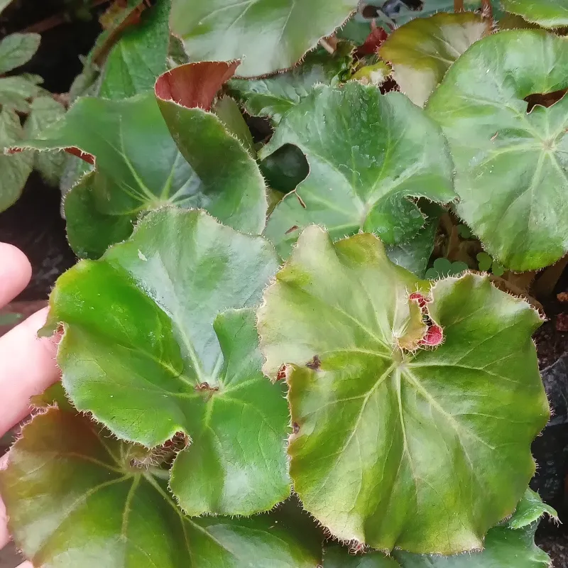 Begonia