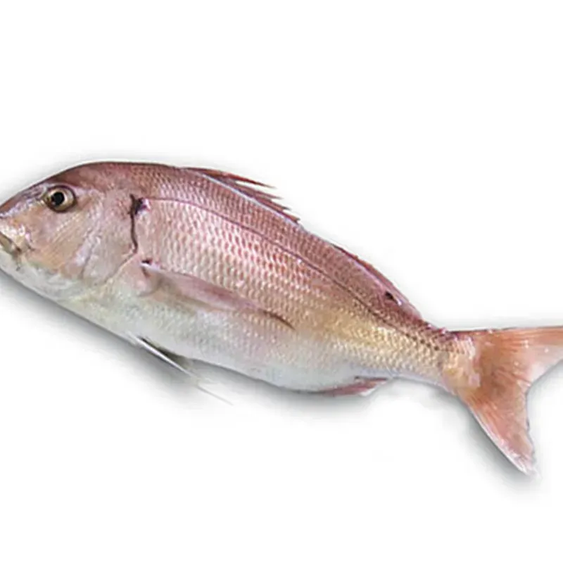 Pargo