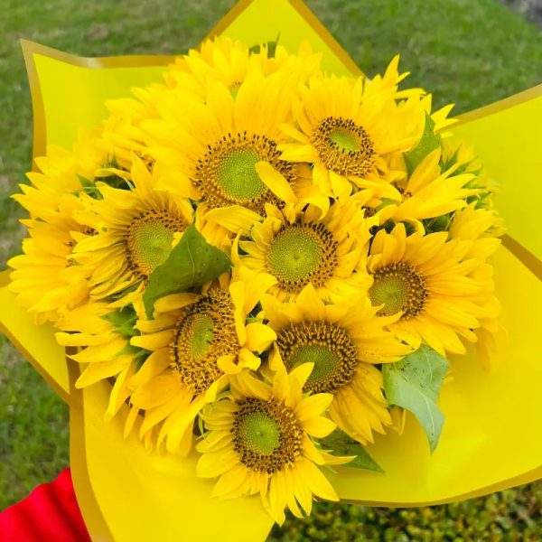 Girasoles 
