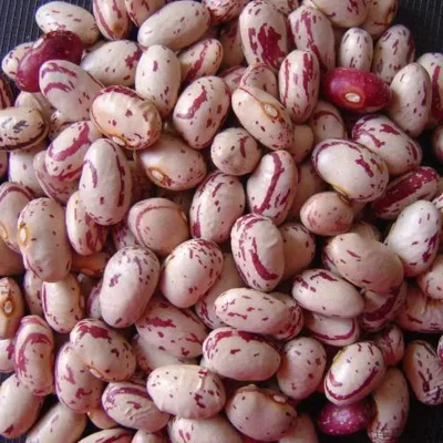 FRIJOLES COLORADOS ( 5 lb )