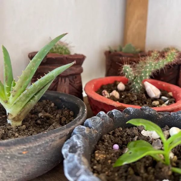 Cactus 
