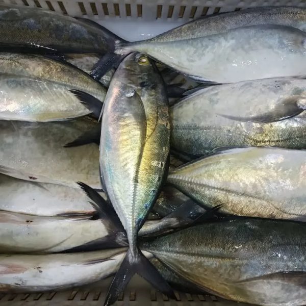 Pescado