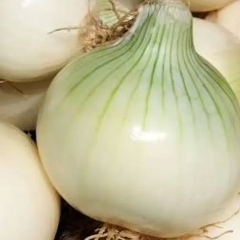Cebolla importada