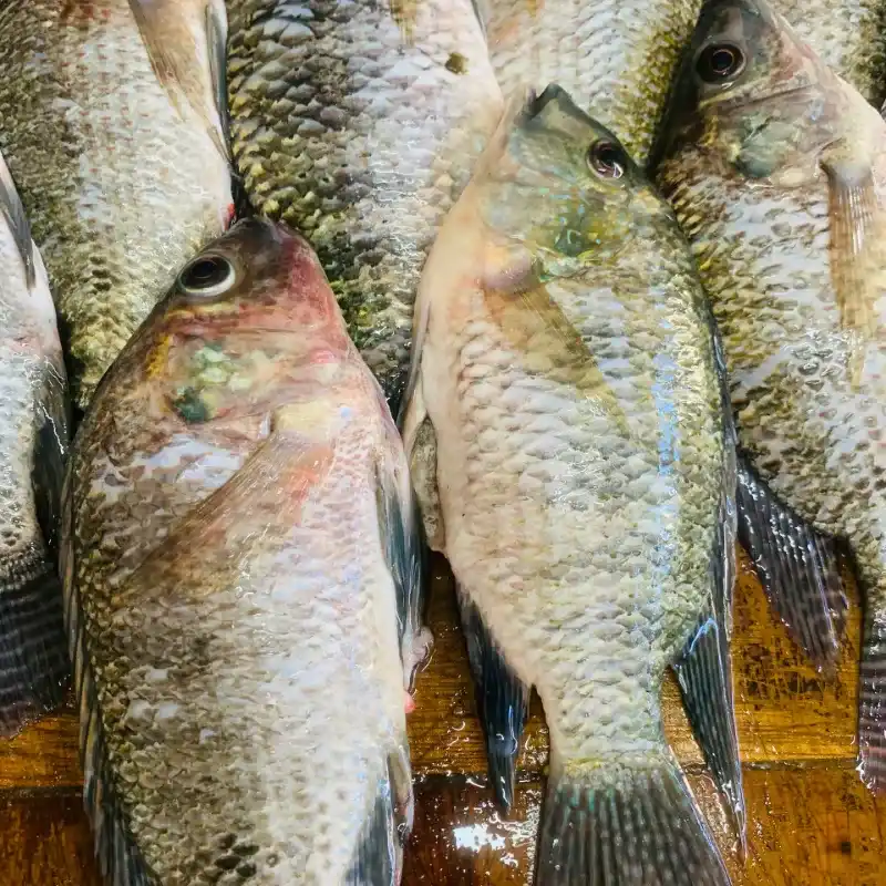 Tilapia al plato 3lb