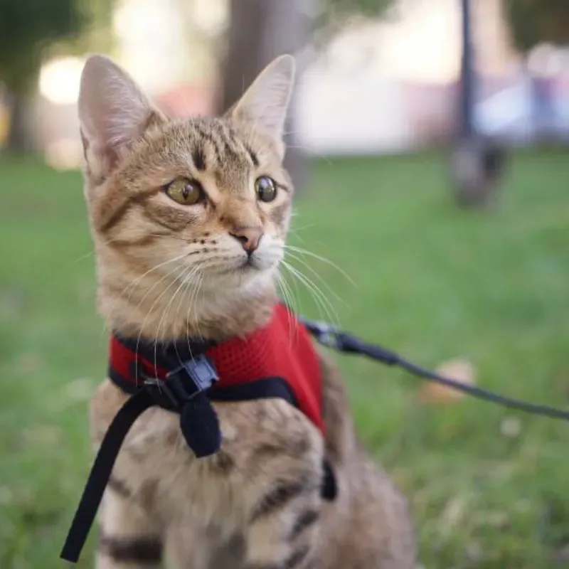 Chaleco con correa para 