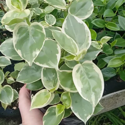Peperomia Colgante variegada