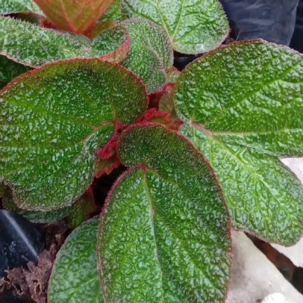 Begonia
