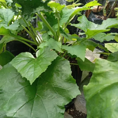 Dorstenia Contrajerva