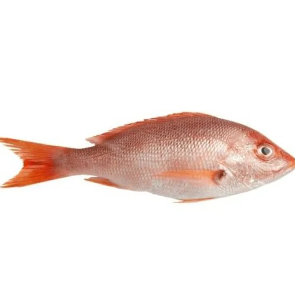 Pescado Crudo Entero (Pargo o Cubera) 2 a 3 kg