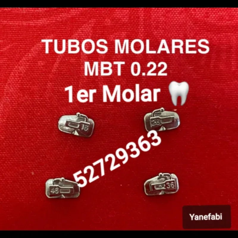 Tubos Molares. 1er Molar