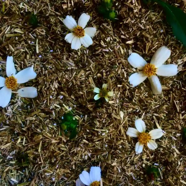  Té artesanal de romerillo