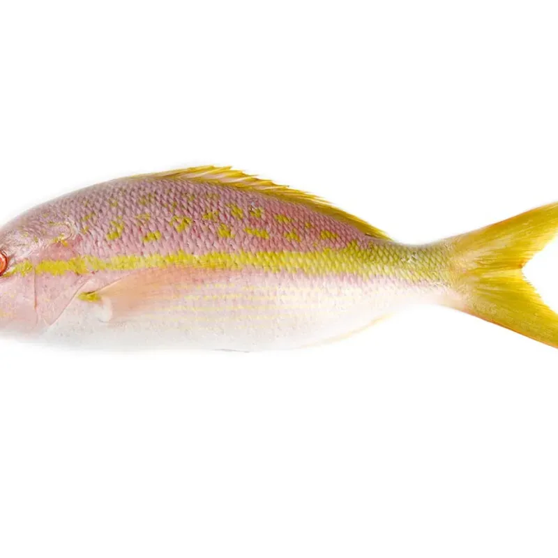 Pescado Rubia 5 Libras