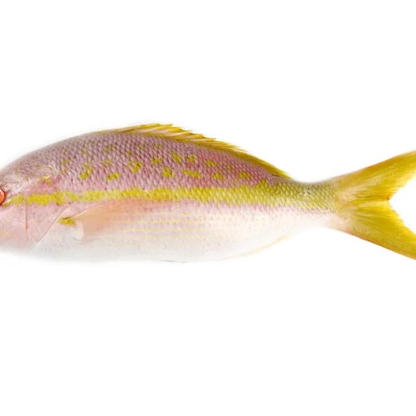Pescado Rubia 5 Libras
