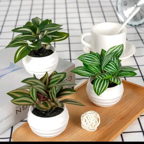 Mini Planta