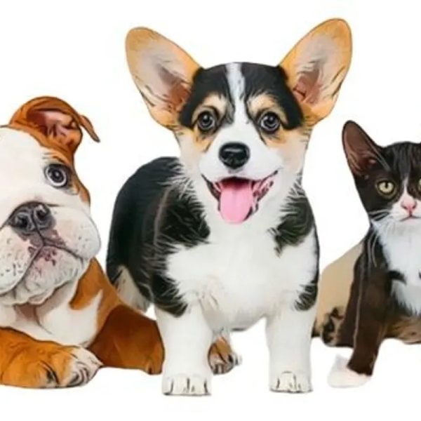 Animales