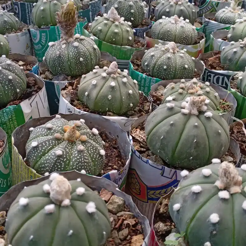 Astrofhytum  asteria