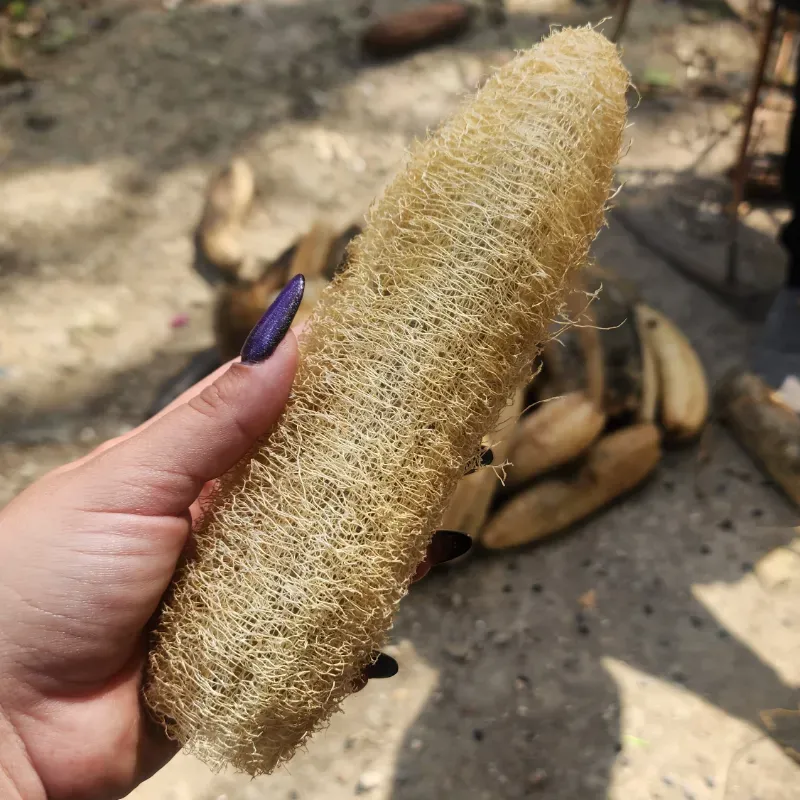 Luffa