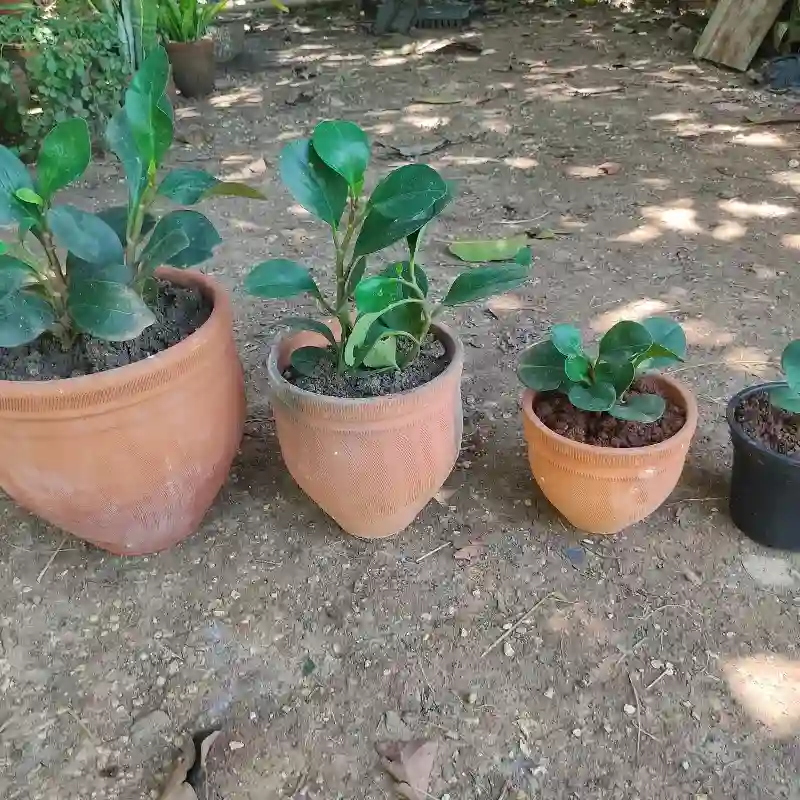 Planta del dinero sembrada