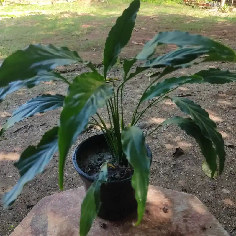 Spatifiliums sembrada