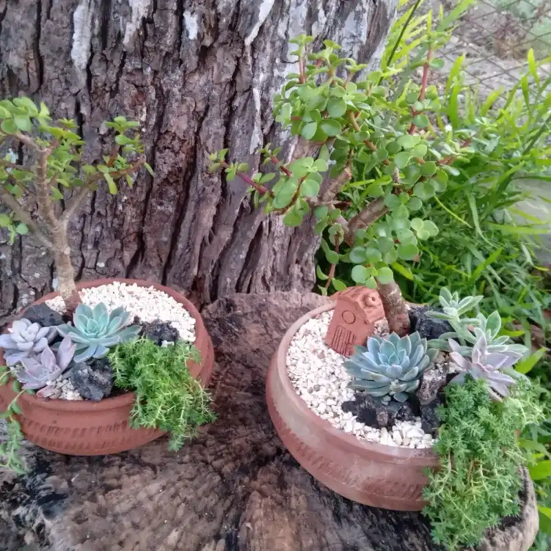 Conjuntos bonsai de jade y sucus