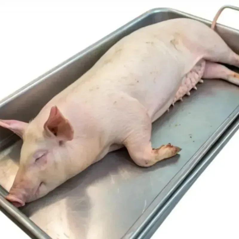 Cerdo entero preparado (Por Encargo a $2.30)