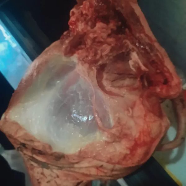 Pierna de Cerdo