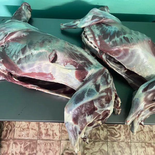 Ovejo entero limpio 19 lb