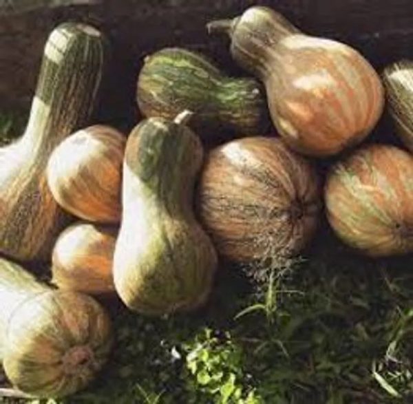 Calabaza (Lbs)