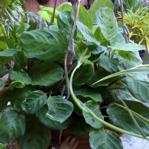 Maranta