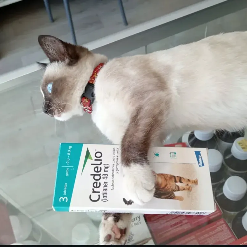 CREDELIO PARA GATOS 48 MG (2-8 KG) LOTILANER