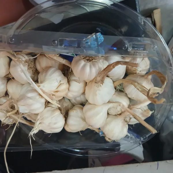 Ajo