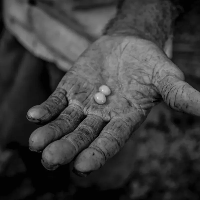 "Del Grano o Semilla"