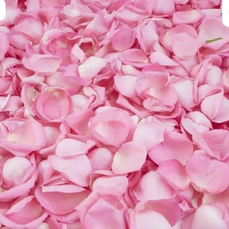 01 Pétalo de rosas rosados