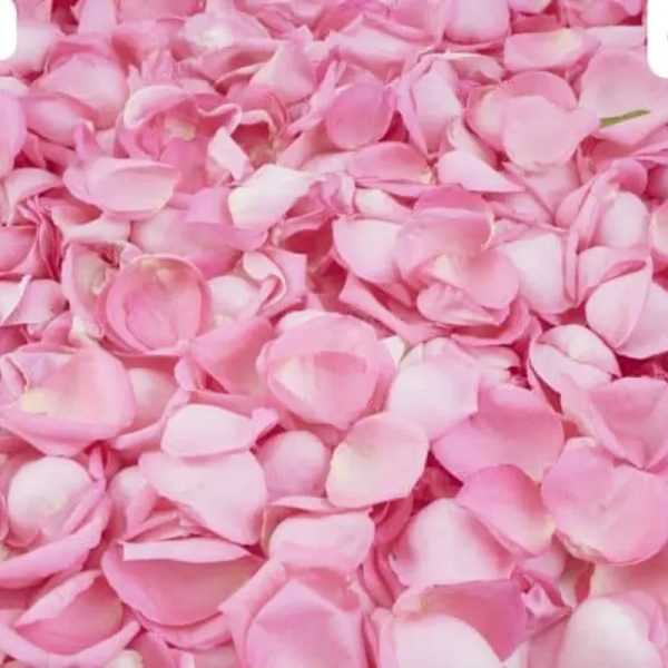 01 Pétalo de rosas rosados