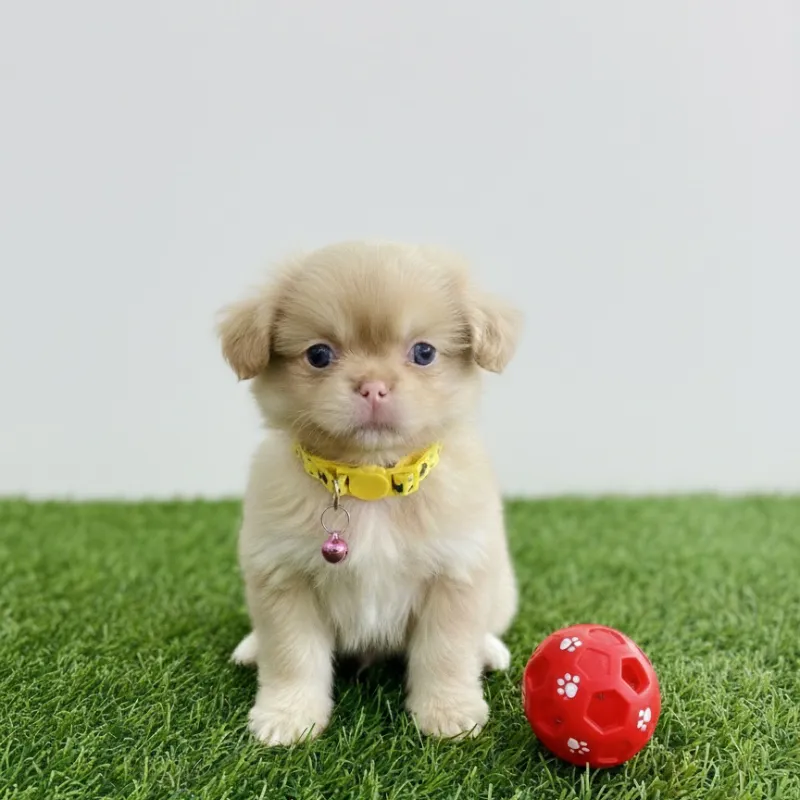 Cachorro Pequinés (Spaniel Tibetano)