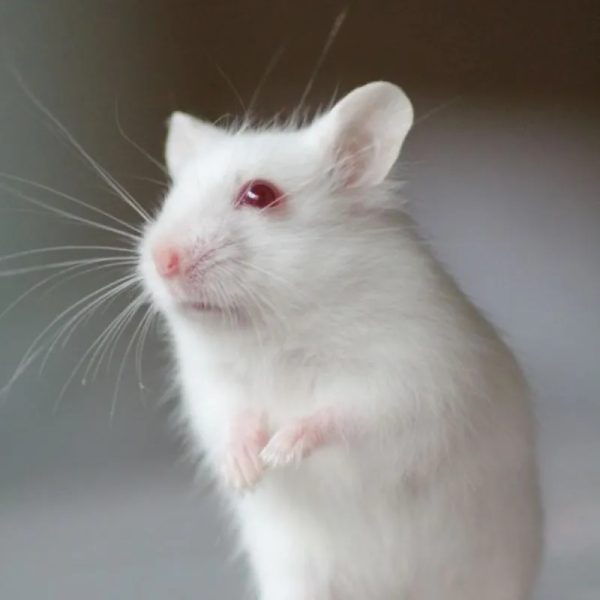 HAMSTER