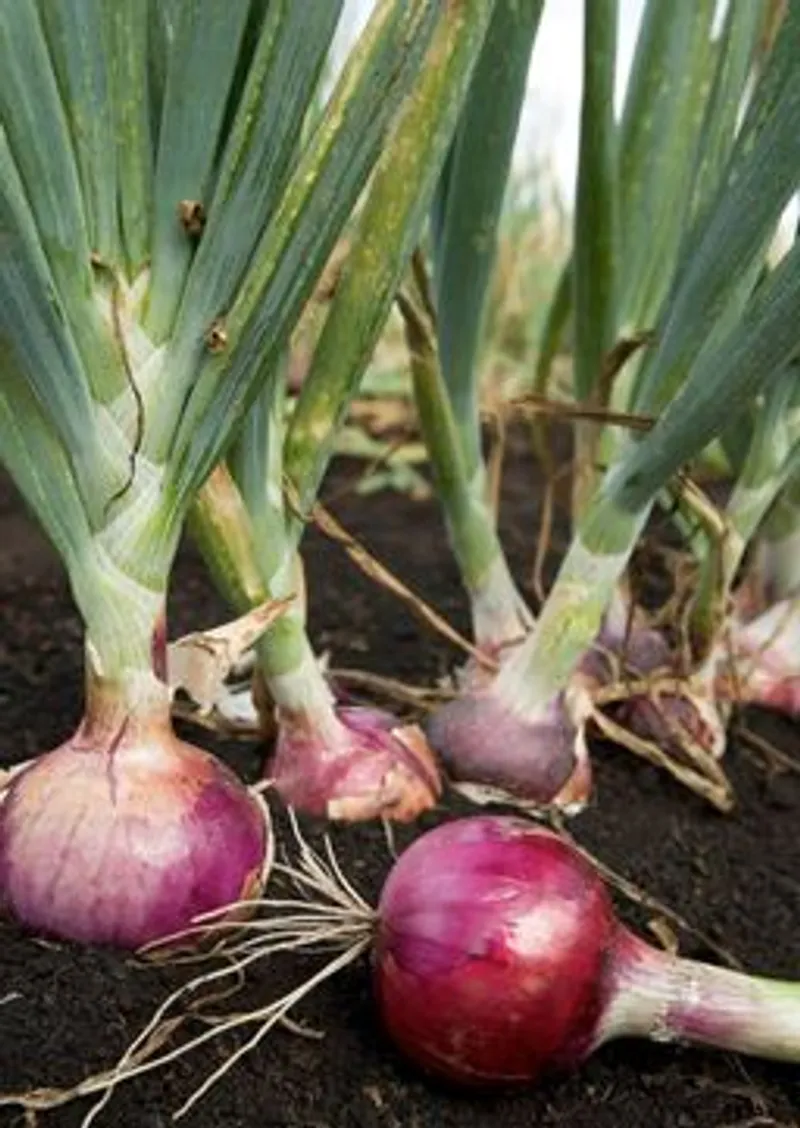 Cebolla morada (Pata )