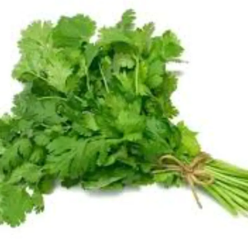 Cilantro