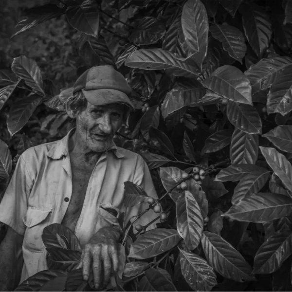 "El Rey del Café".